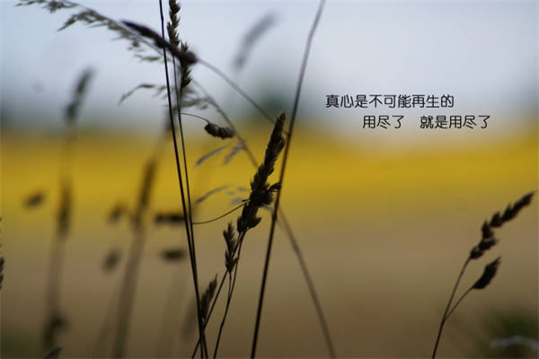 令人惊艳的晋江小说语句