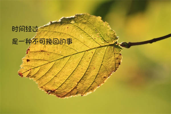 绿茶经典语录