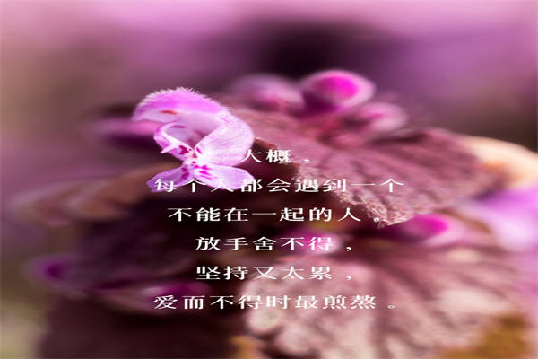 情感语录用的图片